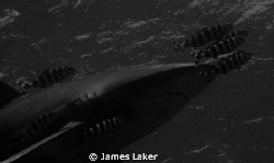 Oceanic at Elphinstone by James Laker 